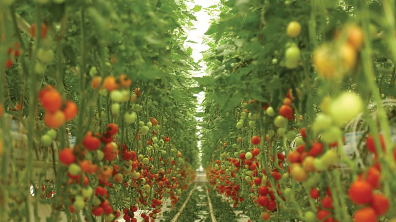 A Novel Way of Food Production