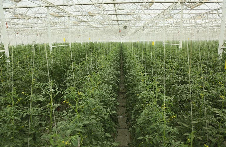 A soil-free success: Aquaponic agriculture on the rise