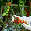 Cherry Vine Tomatoes - 250gm