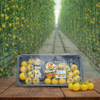Yellow Cherry Tomatoes on Vine - 250 gm