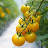 Yellow Cherry Tomatoes on Vine - 250 gm