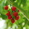 Cherry Vine Tomatoes - 250gm