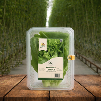 Hydroponic Romaine Lettuce