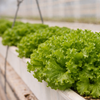 batavia lettuce fresh hydroponic delhi ncr