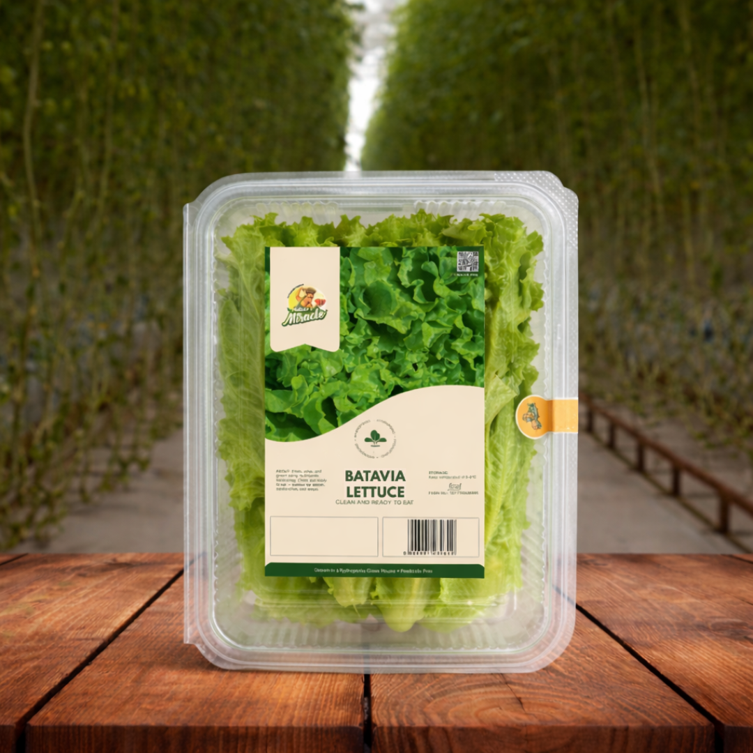 Hydroponic Batavia Lettuce