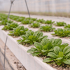 baby spinach fresh hydroponic leaves 