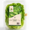 Hydroponic Butterhead Lettuce