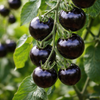 Black Cherry Tomatoes on Vine - 250 gm