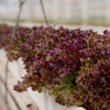 lollo rosso red lettuce fresh delhi ncr