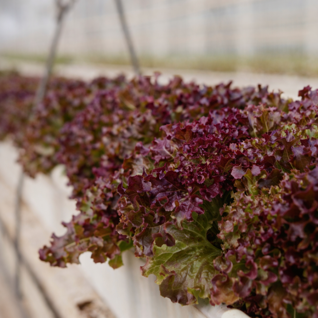 lollo rosso red lettuce fresh delhi ncr