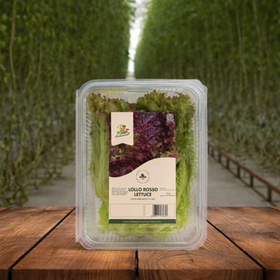 Hydroponic Lollo Rosso Lettuce