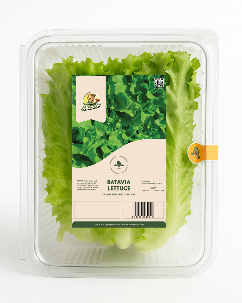 Hydroponic Batavia Lettuce