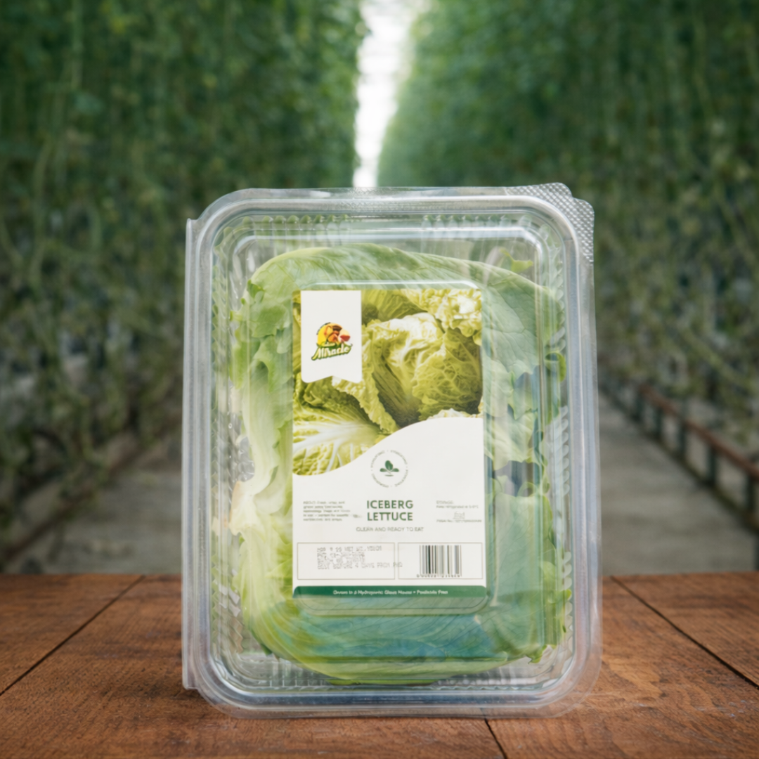 Hydroponic Iceberg Lettuce