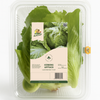 Hydroponic Iceberg Lettuce