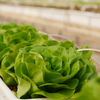 Hydroponic Butterhead Lettuce