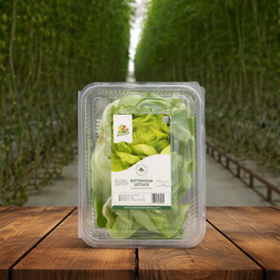 Hydroponic Butterhead Lettuce