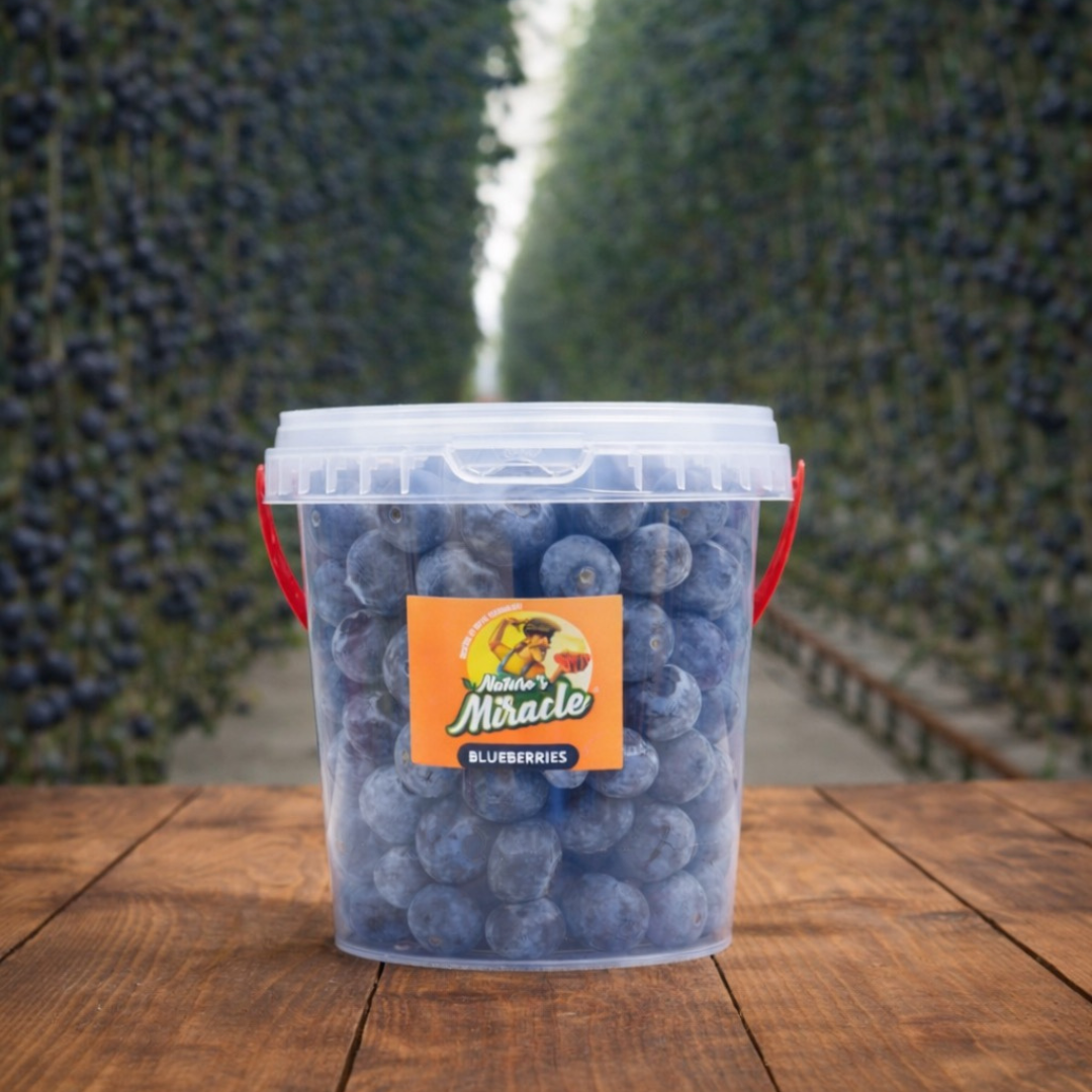 Blueberries (Bucket Pack) - 500 gm