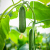 Snack Cucumber - 250gm