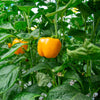 Bell Peppers