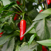 Red chili pepper growing on a plant with green leaves