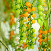 Orange Candy Tomatoes Glass Pack - 250gm