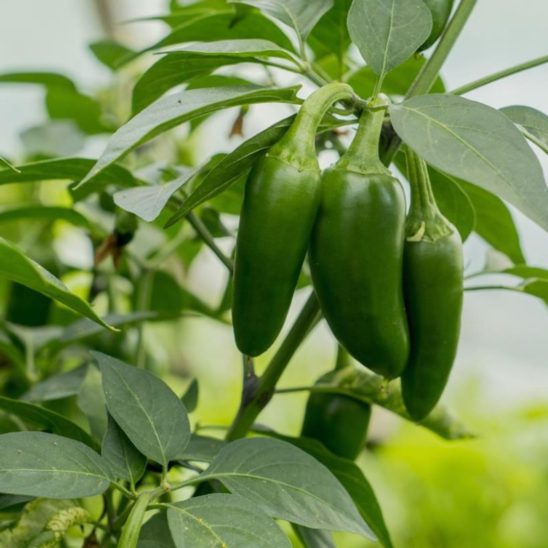 fresh green jalapeno peppers delhi ncr