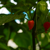 fresh habanero peppers extra hot delhi ncr