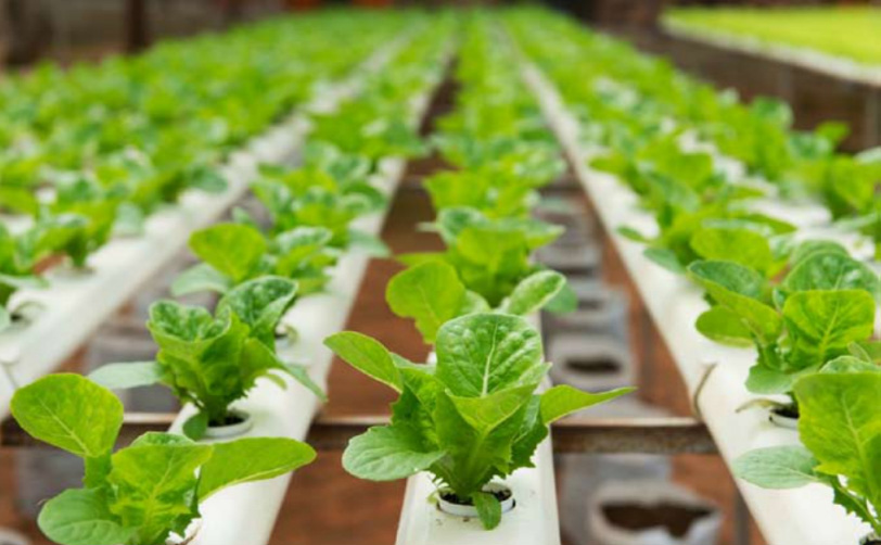 Natures Miracle, Raising Food, The Hydroponic Way