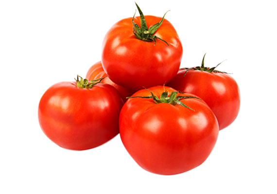 Hydroponics Tomatoes