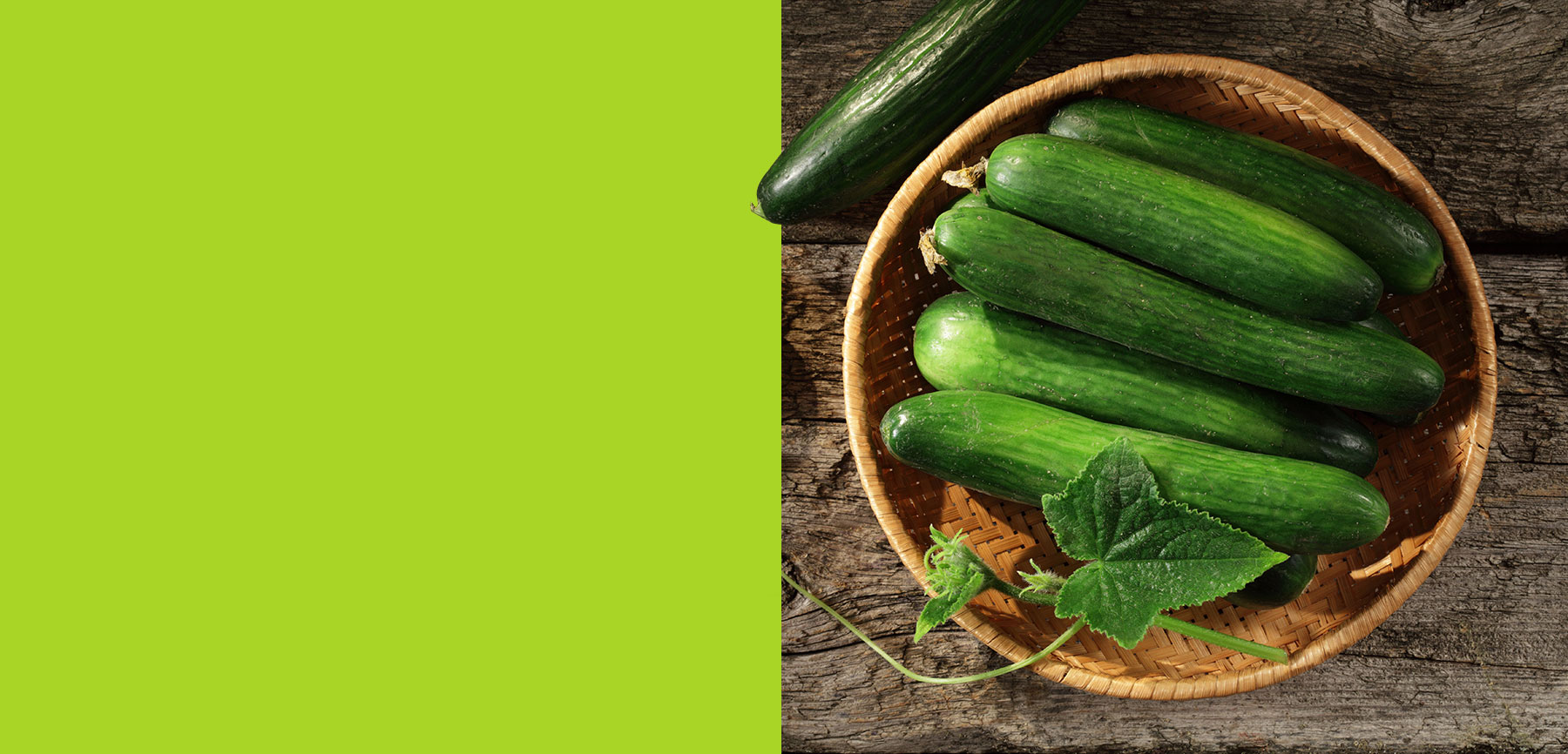 Hydroponics Product, Cucumbers